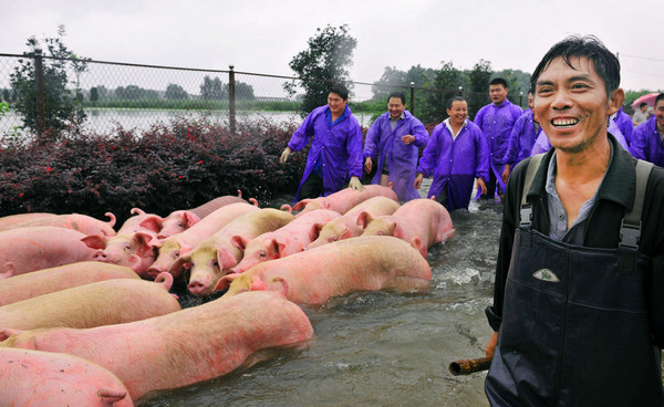 [视频]安徽六安：6000头生猪浸泡水中20小时 救援正在进行