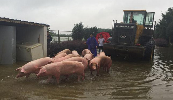 [视频]安徽六安：6000头生猪浸泡水中20小时 救援正在进行