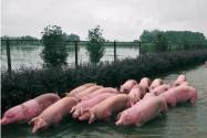 [视频]安徽六安：养殖场上千头生猪泡洪水中近一天 热心企业施援手