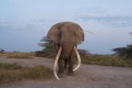 [视频]肯尼亚：47岁老象被长矛插头 冲到医生前直接躺下