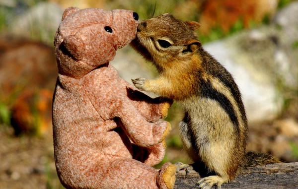 [视频]爱意满满的动物亲吻瞬间