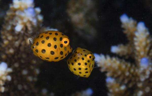 [视频]爱意满满的动物亲吻瞬间