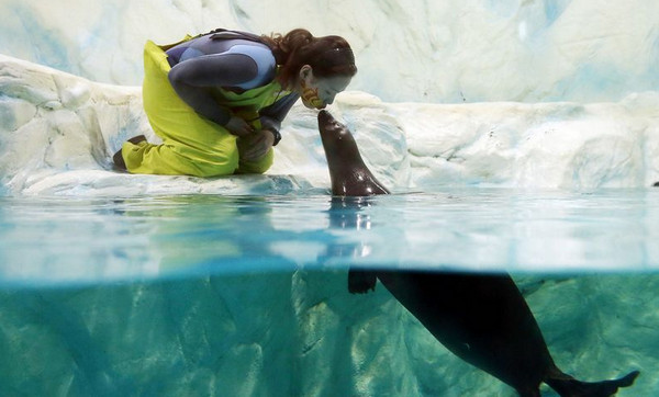 [视频]爱意满满的动物亲吻瞬间