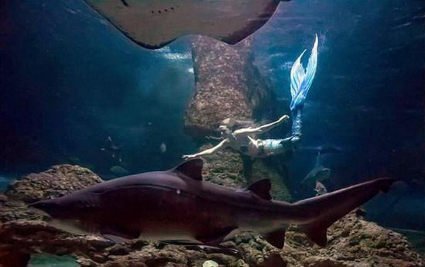 [视频]澳大利亚两女子化身“美人鱼”与鲨鱼共舞