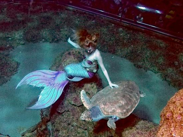 [视频]澳大利亚两女子化身“美人鱼”与鲨鱼共舞