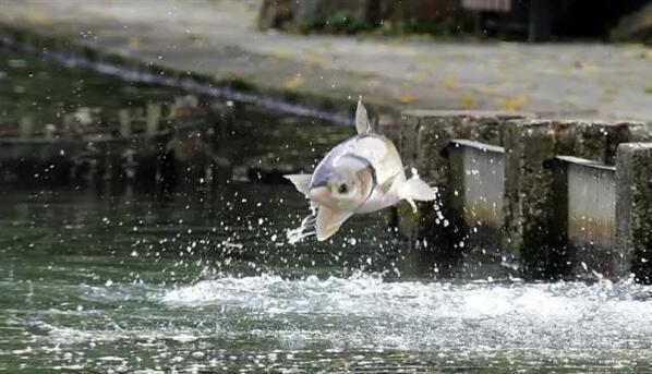[视频]西湖大鱼“跃龙门” 场面壮观堪比《大鱼海棠》
