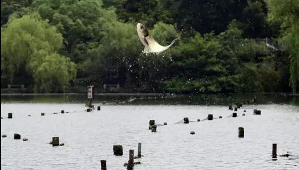 [视频]西湖大鱼“跃龙门” 场面壮观堪比《大鱼海棠》