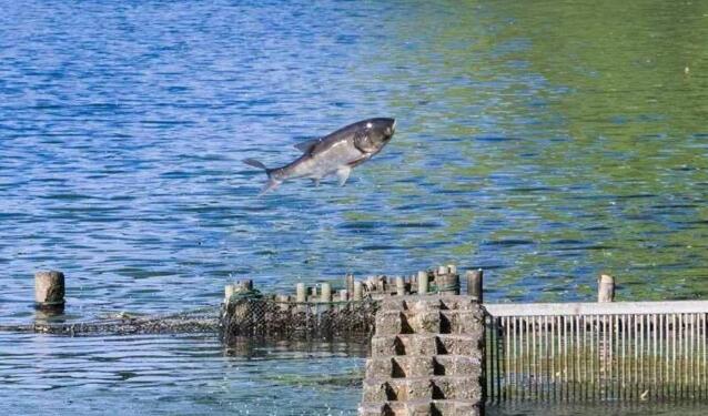 [视频]西湖大鱼“跃龙门” 场面壮观堪比《大鱼海棠》