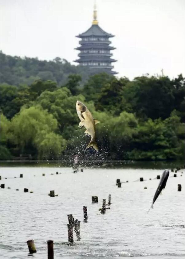 [视频]西湖大鱼“跃龙门” 场面壮观堪比《大鱼海棠》