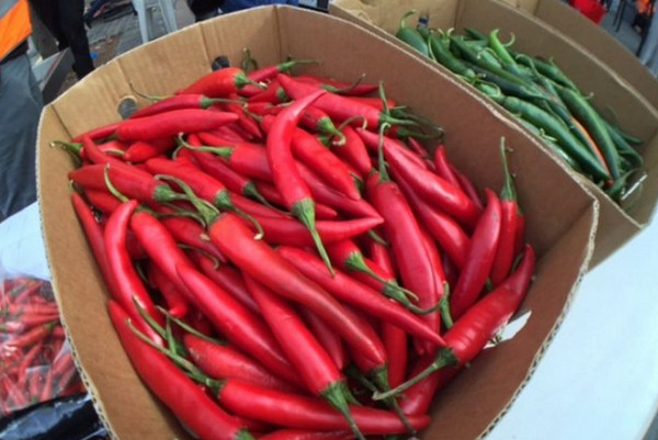 [视频]澳大利亚吃辣椒大赛 两名冠军各吃下4个“死神辣”