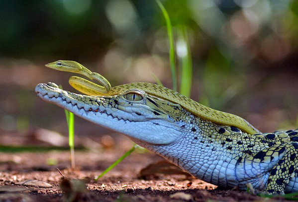 [视频]小蛇大胆搭乘鳄鱼“顺风车”探路