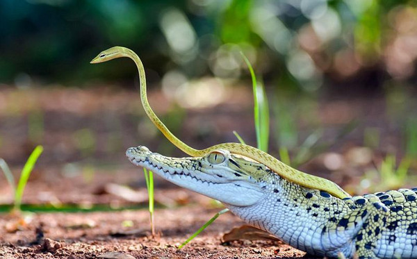 [视频]小蛇大胆搭乘鳄鱼“顺风车”探路