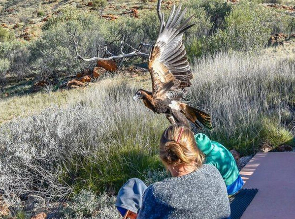 [视频]惊险一幕：澳大利亚小男孩差点被猎鹰抓走