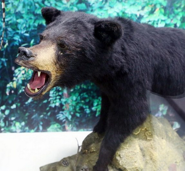 [视频]黑熊误食40罐毒品 死31年后屹立不倒