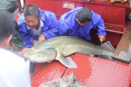 [视频]长江现凶猛食肉鱼 亿年古生物体长2米多(图)