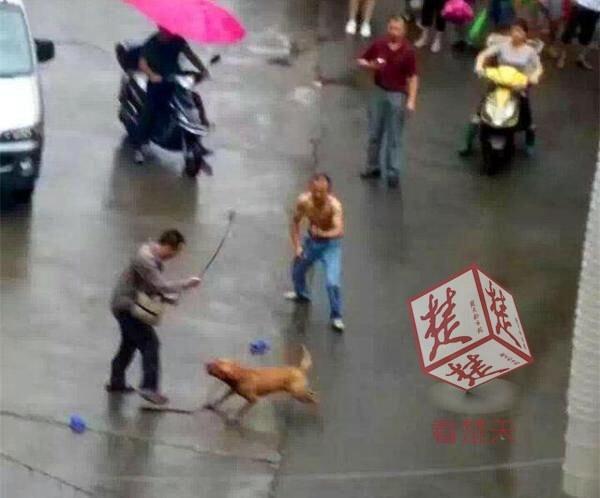 [视频]实拍比特犬当街撕咬主人 警方3枪击毙