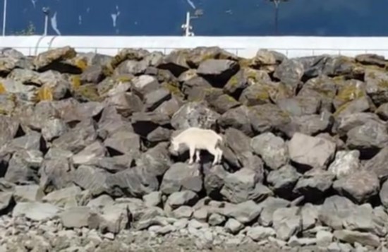 [视频]山羊不堪人群追赶拍照 被迫跳海自杀