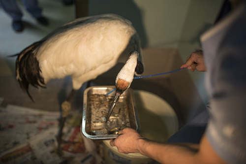 [视频]丹顶鹤打架弄断上喙 装上钛合金嘴自主进食