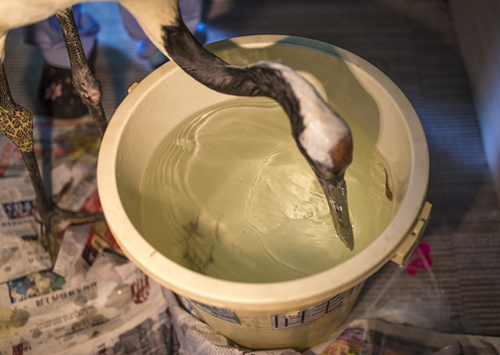 [视频]丹顶鹤打架弄断上喙 装上钛合金嘴自主进食