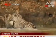 [视频]巴西：美洲豹河边突袭鳄鱼
