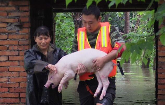[视频]武汉：“抱猪哥”显神勇 洪水中救出80只小猪崽