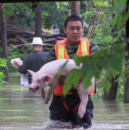 [视频]武汉：“抱猪哥”显神勇 洪水中救出80只小猪崽