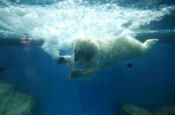 [视频]极地动物清凉冰爽过夏日