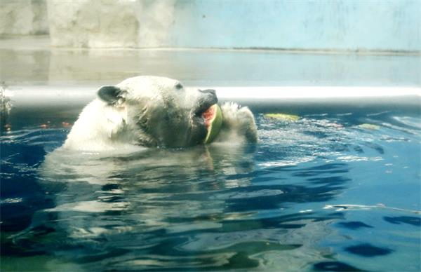 [视频]极地动物清凉冰爽过夏日