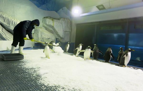 [视频]极地动物清凉冰爽过夏日