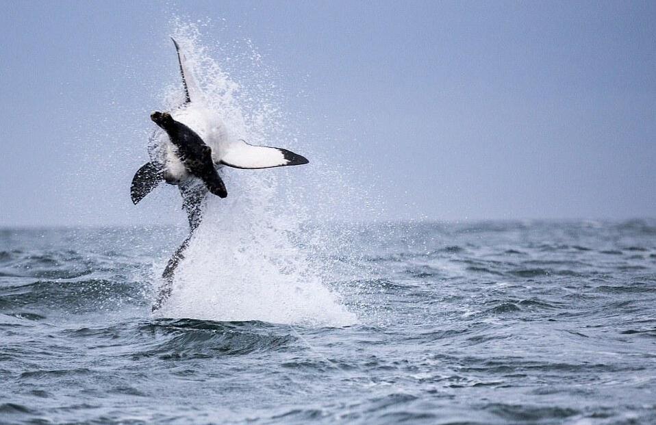 [视频]南非假湾惊现“飞鱼” 大白鲨上演后空翻