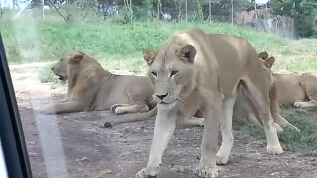 [视频]猛兽其实很聪明 看！狮子也会开车门