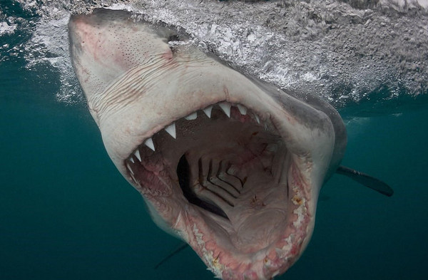 [视频]血盆大口的惊悚微笑 摄影师近拍鲨鱼罕见照