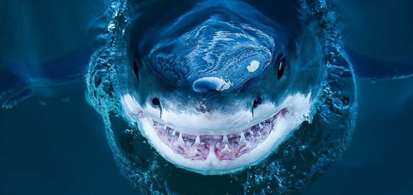 [视频]血盆大口的惊悚微笑 摄影师近拍鲨鱼罕见照