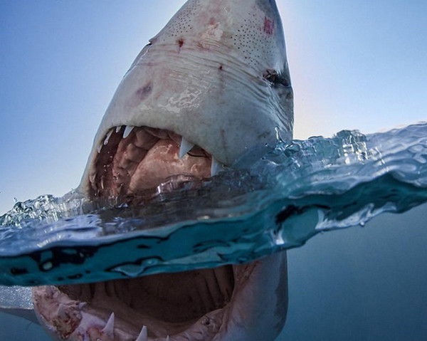 [视频]血盆大口的惊悚微笑 摄影师近拍鲨鱼罕见照