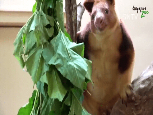 [视频]新加坡：两只古氏树袋鼠亮相动物园