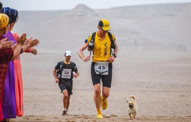 [视频]流浪狗250公里陪跑马拉松 被英国小伙打飞的带回家