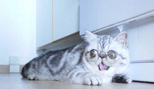 [视频]眼睛太大闭不上 “惊吓猫”因表情走红