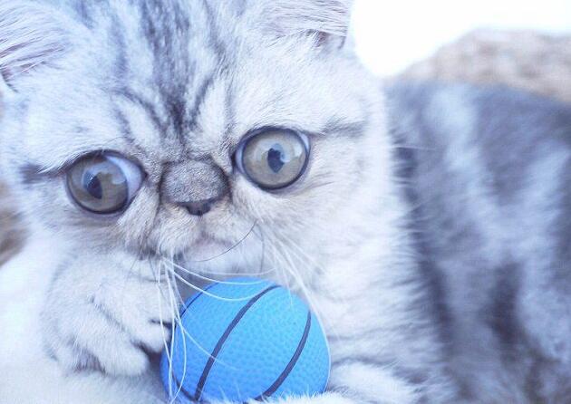 [视频]眼睛太大闭不上 “惊吓猫”因表情走红