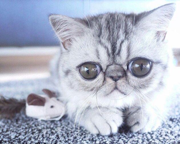 [视频]眼睛太大闭不上 “惊吓猫”因表情走红