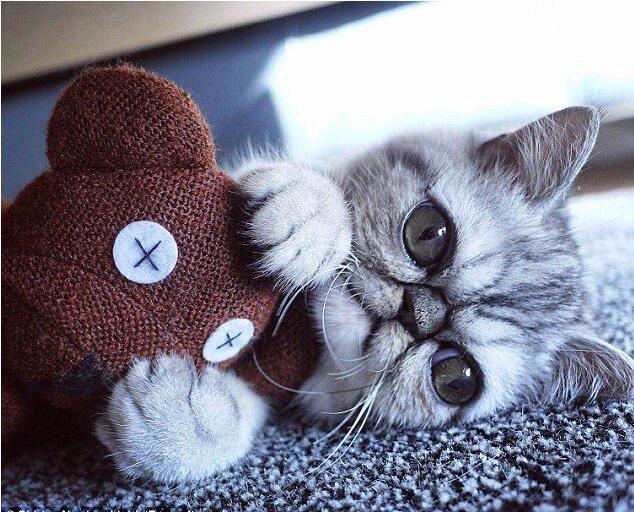 [视频]眼睛太大闭不上 “惊吓猫”因表情走红