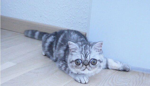 [视频]眼睛太大闭不上 “惊吓猫”因表情走红