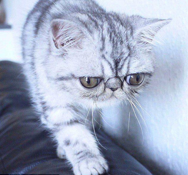 [视频]眼睛太大闭不上 “惊吓猫”因表情走红