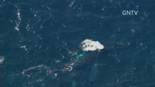[视频]美国：航拍座头鲸母子“戏水”