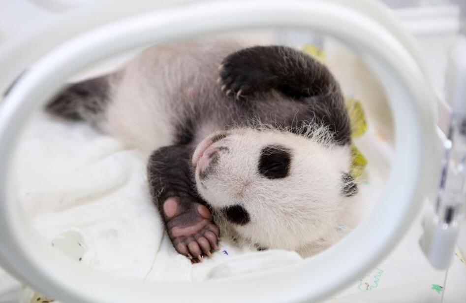 [视频]上海：首只上海出生熊猫宝宝满月