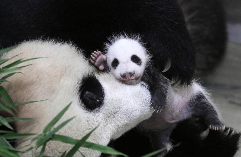 [视频]上海：首只上海出生熊猫宝宝满月