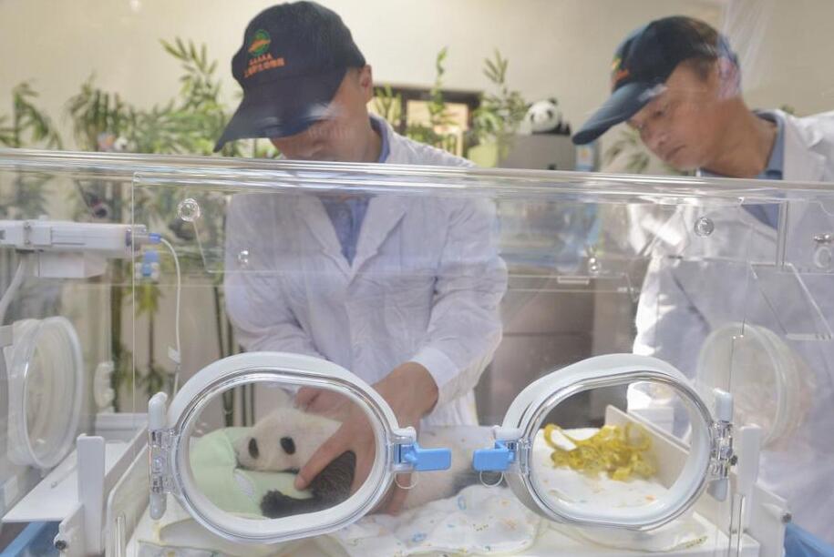 [视频]上海：首只上海出生熊猫宝宝满月