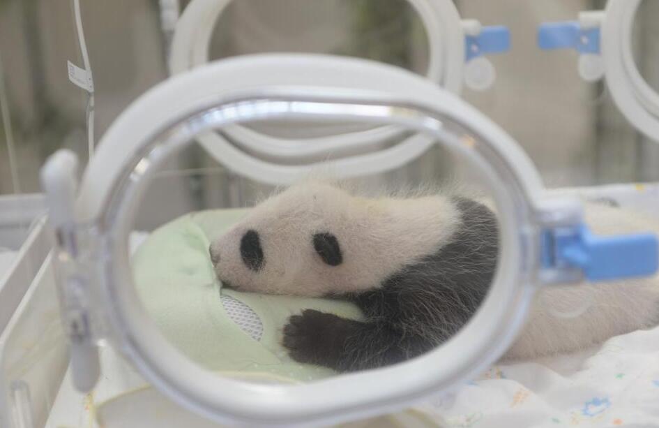 [视频]上海：首只上海出生熊猫宝宝满月