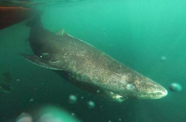 [视频]北冰洋发现400岁小头睡鲨 为最长寿脊椎动物