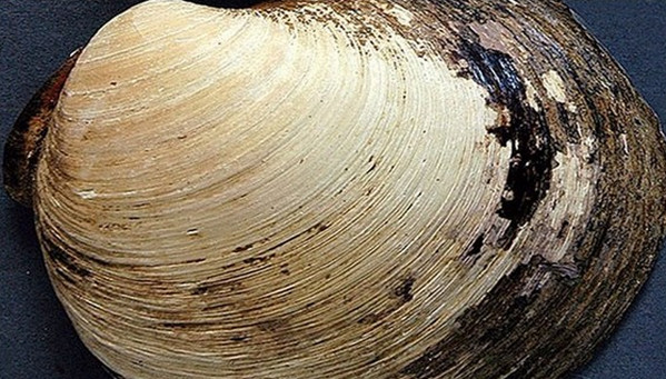 [视频]美媒：地球上最长寿的动物能活超过1万年