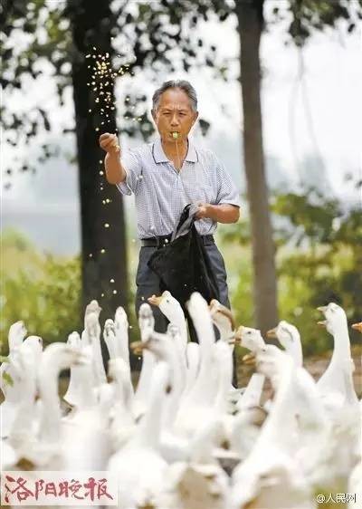 [视频]71岁放鹅爷爷写真帅遍全国